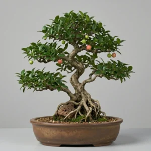 Dewandaru (Eugenia uniflora)