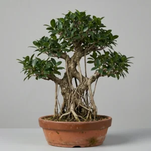 Ficus Kimeng (Ficus Microcarpa)