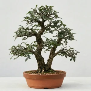 Ulmus (Ulmus lanceifolia)