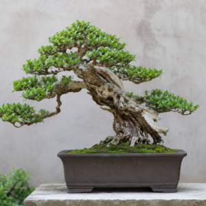 Bonsai Sancang Premium Large