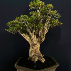 Bonsai Buxus 001