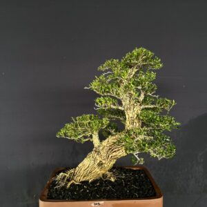 Bonsai BUXUS 002