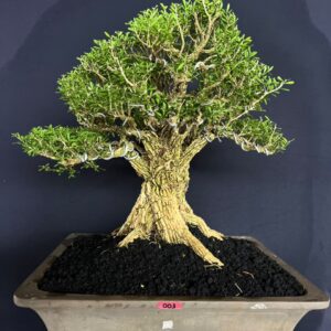 BONSAI BUXUS 003