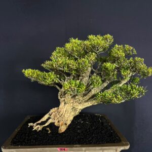 BONSAI BUXUS 004