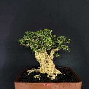 BONSAI BUXUS 005