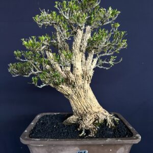 BONSAI BUXUS 006