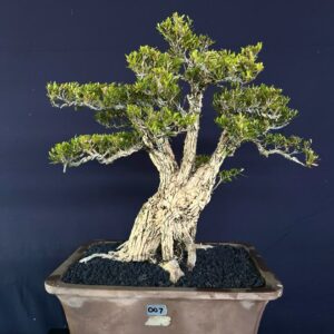 BONSAI BUXUS 007