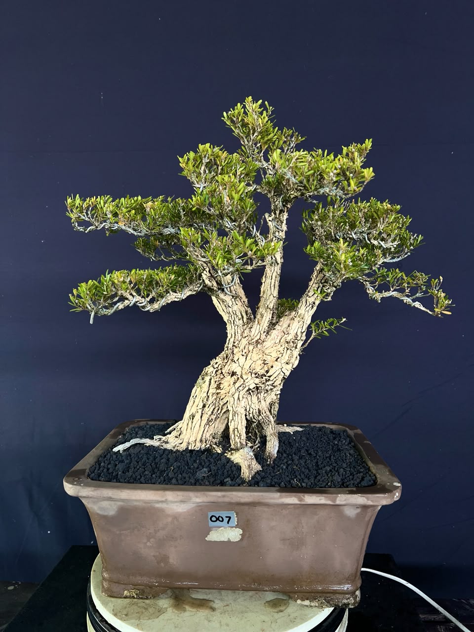 BONSAI BUXUS 007