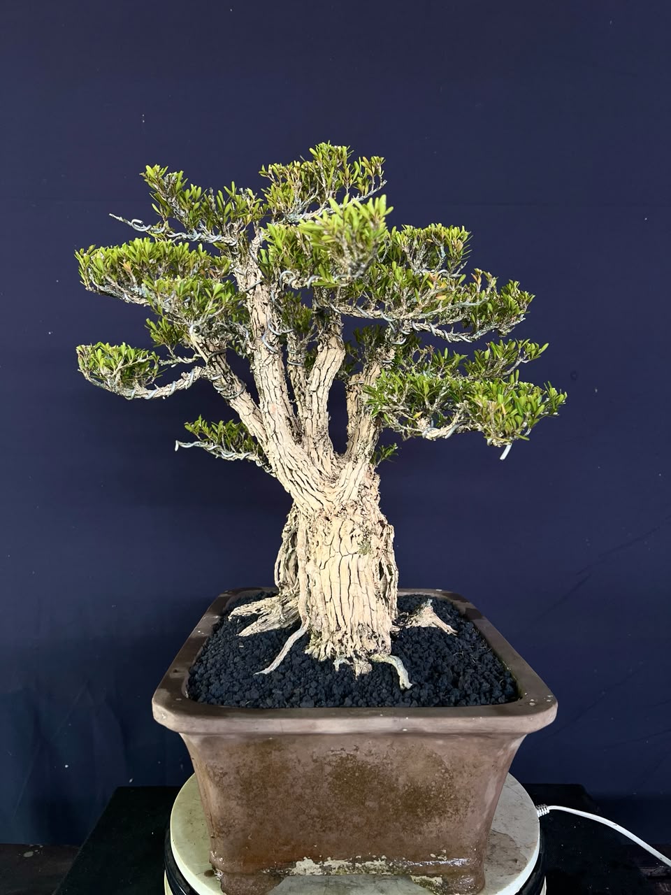 BONSAI BUXUS 007 - Gambar 2