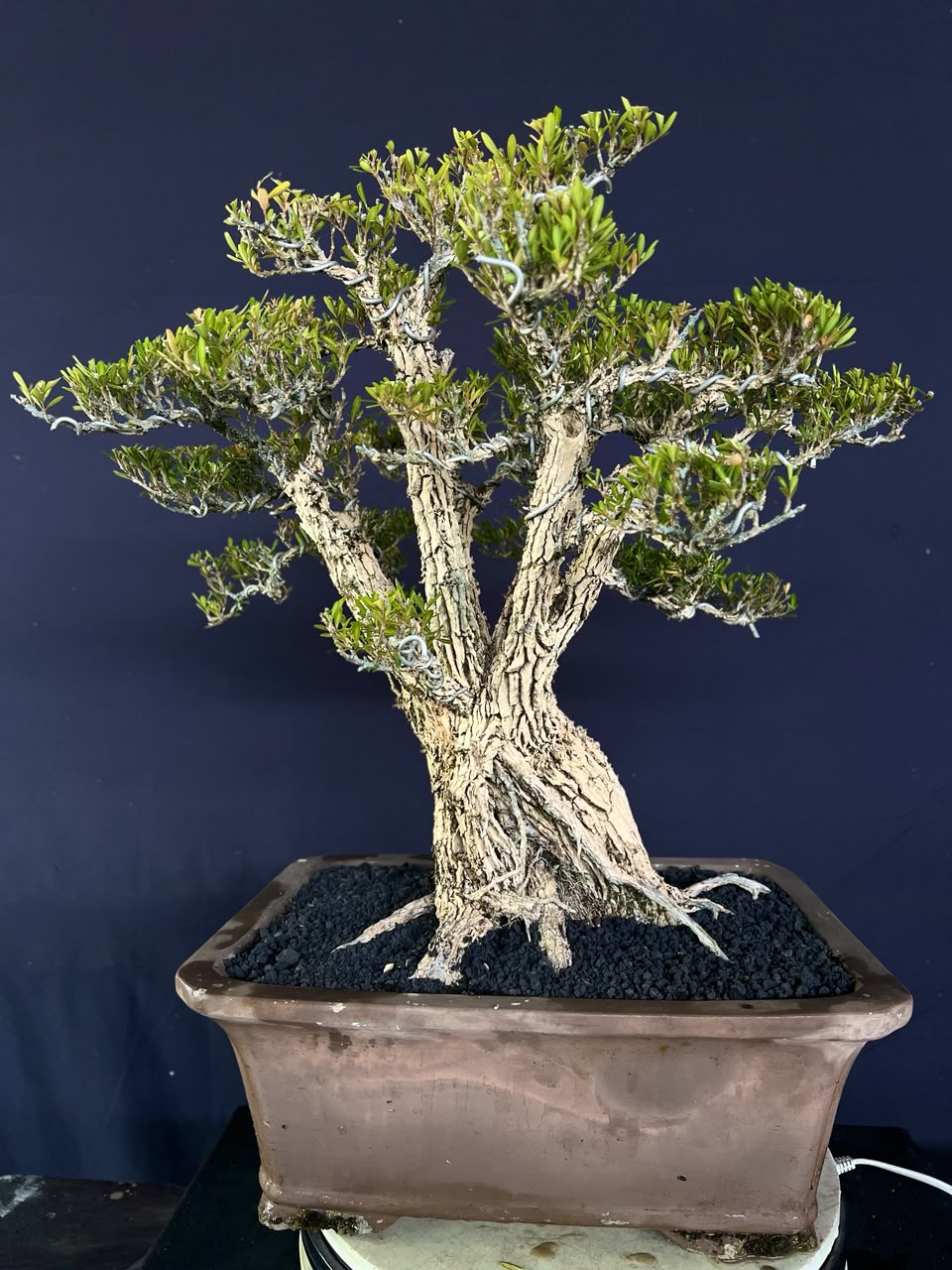 BONSAI BUXUS 007 - Gambar 3