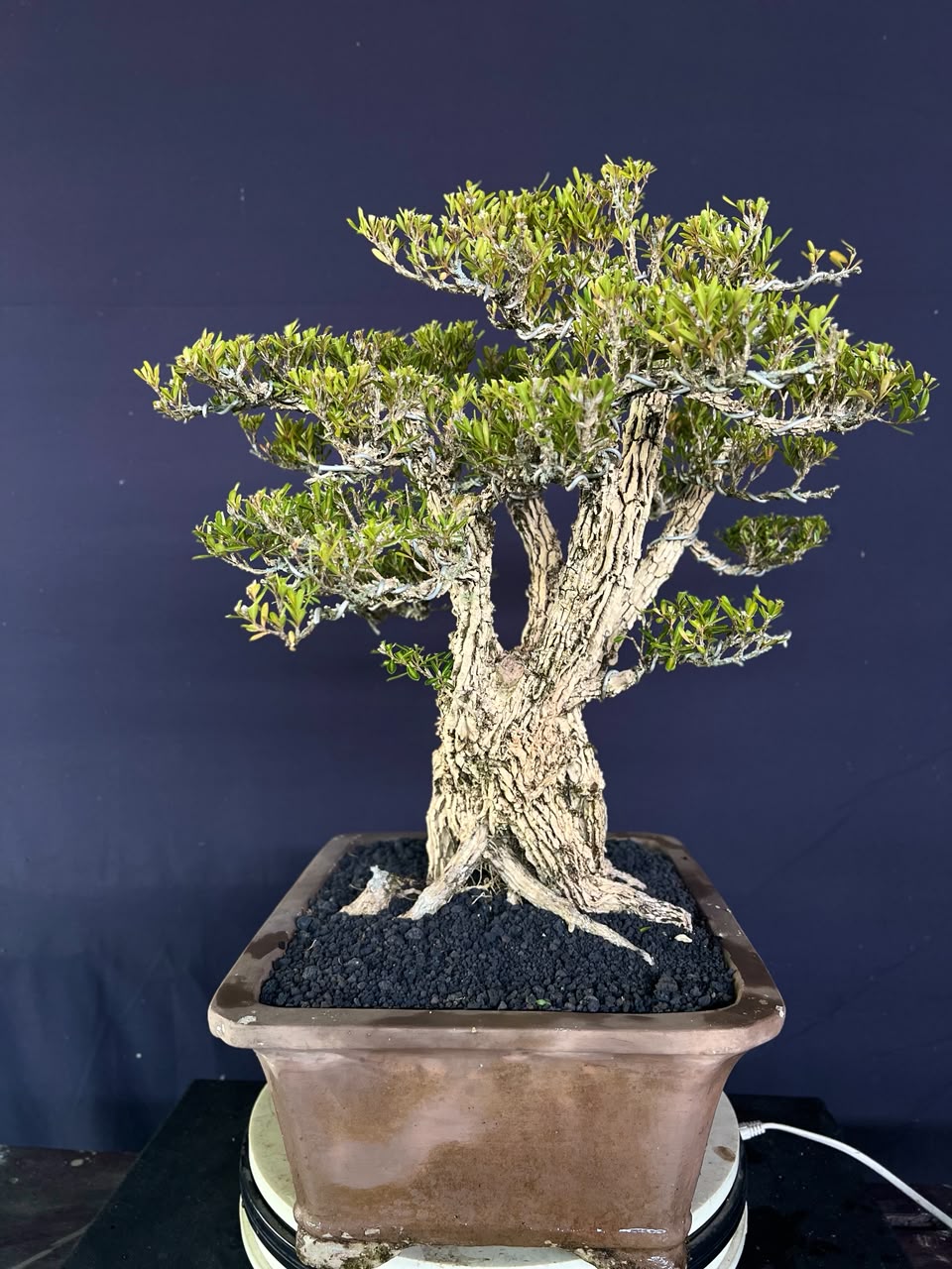 BONSAI BUXUS 007 - Gambar 4