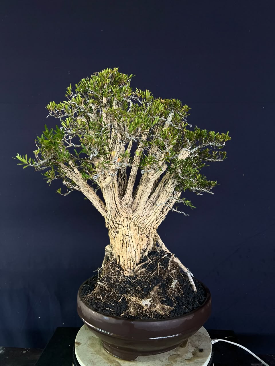BONSAI BUXUS 008 - Gambar 4