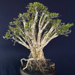 BONSAI BUXUS 008