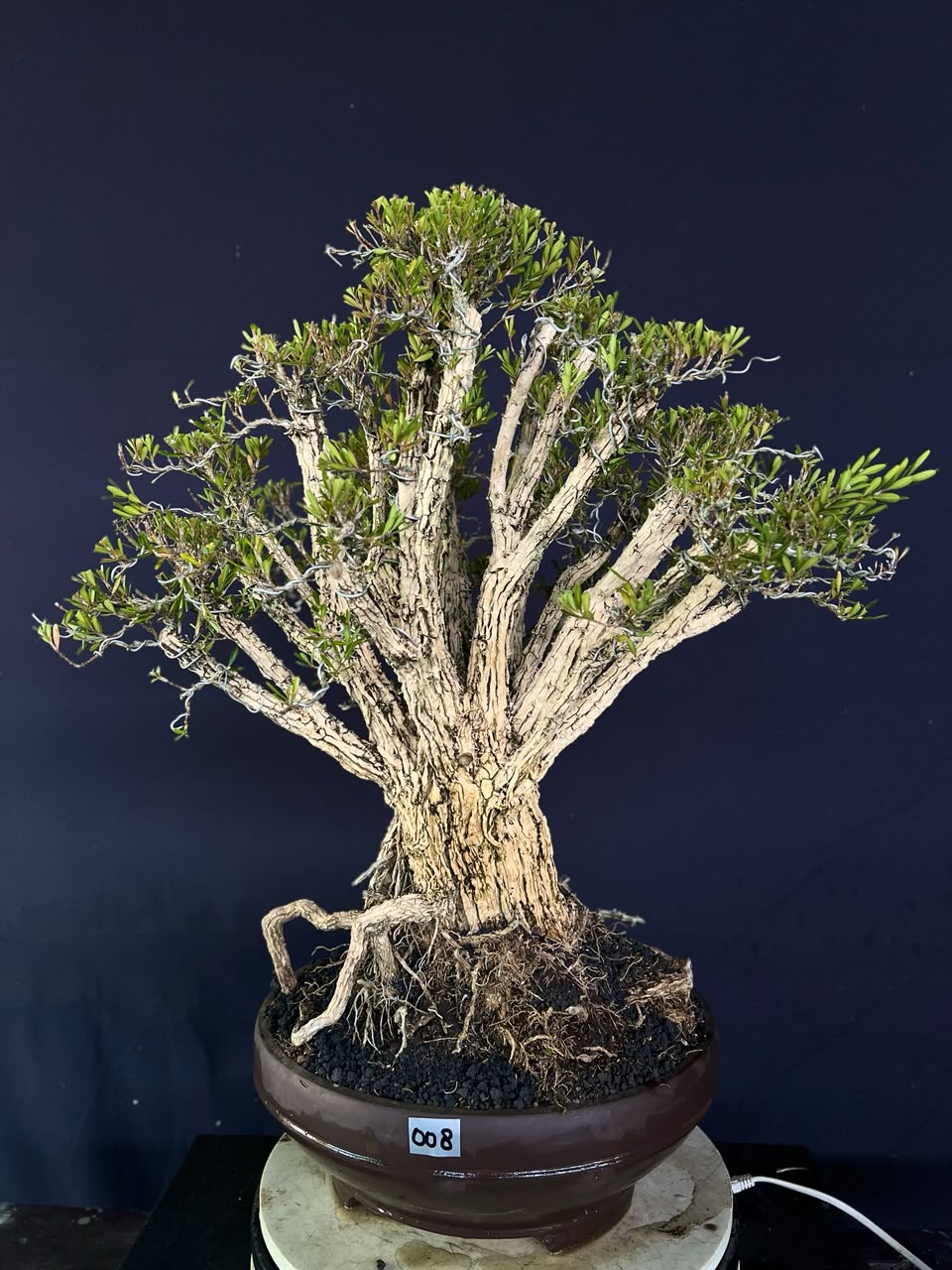 BONSAI BUXUS 008