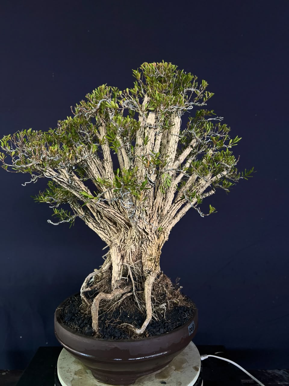 BONSAI BUXUS 008 - Gambar 2