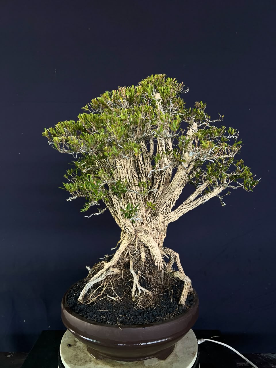 BONSAI BUXUS 008 - Gambar 3
