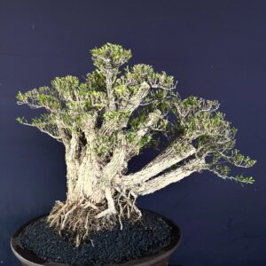 BONSAI BUXUS 009
