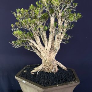 BONSAI BUXUS 010