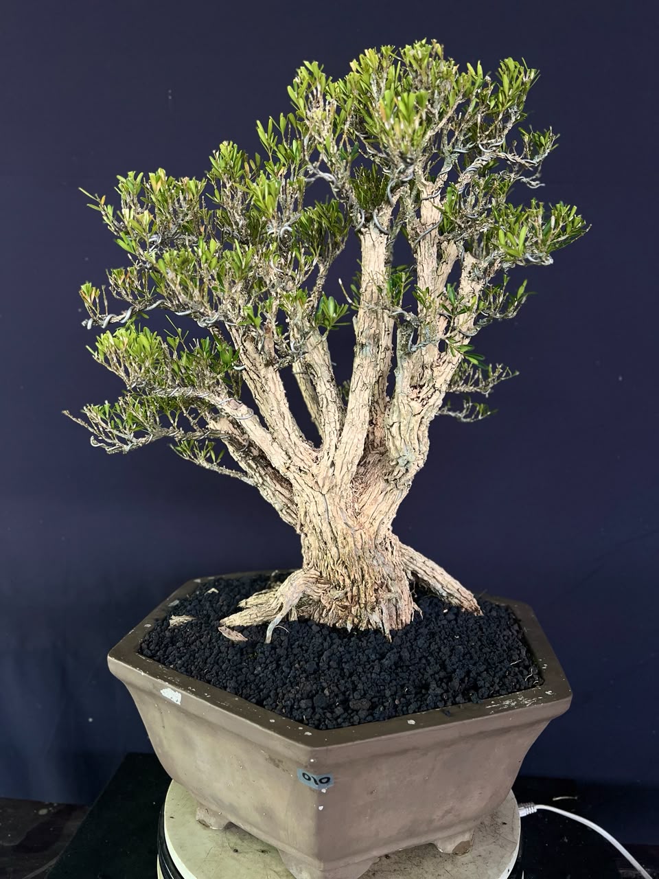BONSAI BUXUS 010