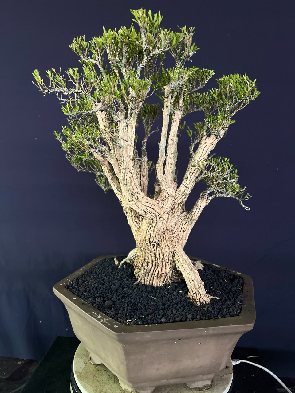 BONSAI BUXUS 010 - Gambar 2