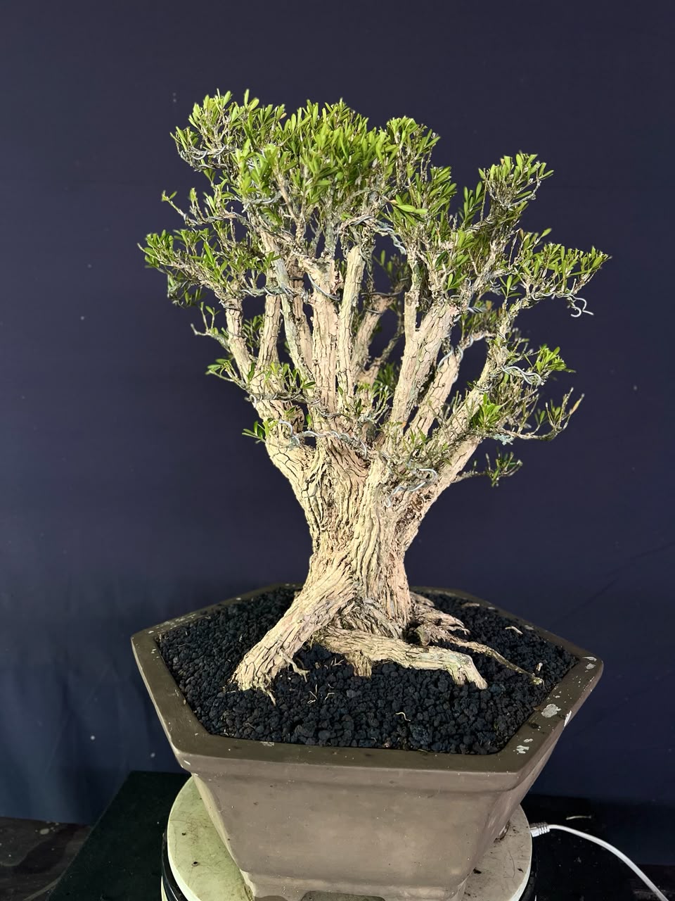 BONSAI BUXUS 010 - Gambar 3