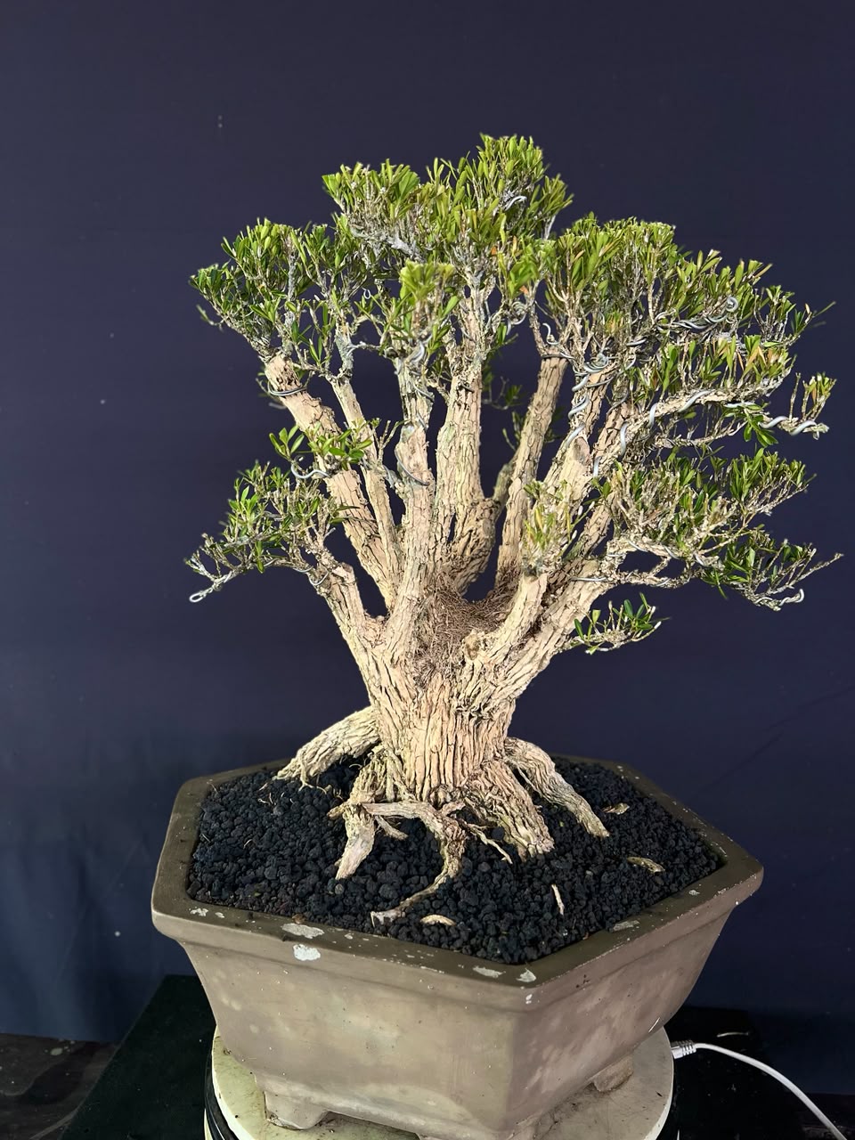 BONSAI BUXUS 010 - Gambar 4