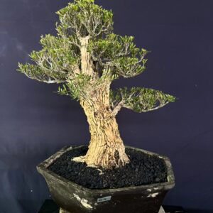 BONSAI BUXUS 011