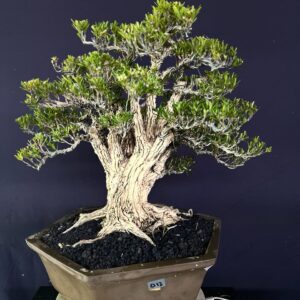 B0NSAI BUXUS 012