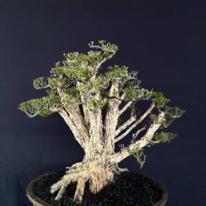 BONSAI BUXUS 013
