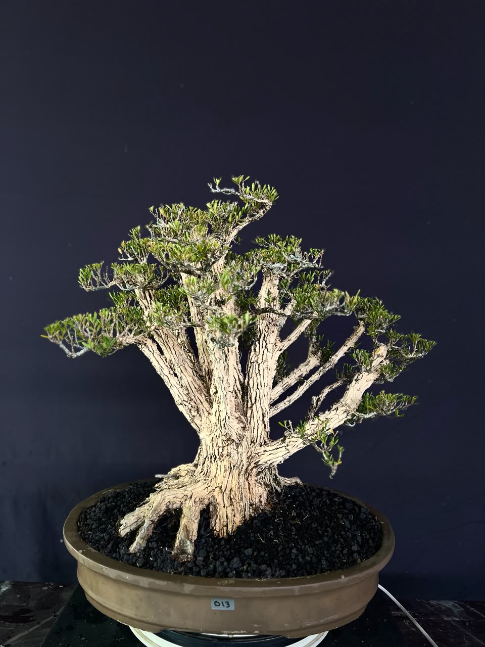 BONSAI BUXUS 013