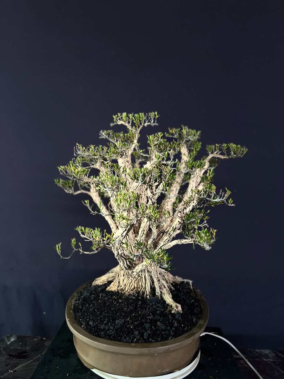 BONSAI BUXUS 013 - Gambar 2