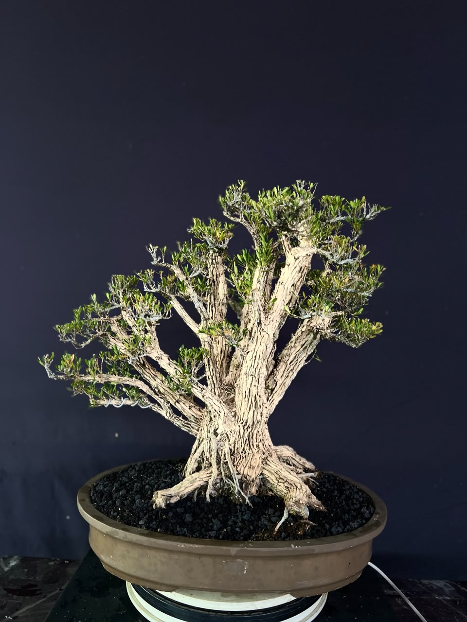 BONSAI BUXUS 013 - Gambar 3