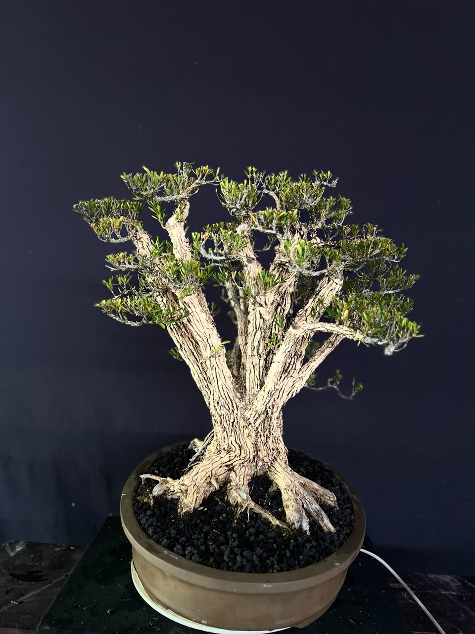 BONSAI BUXUS 013 - Gambar 4