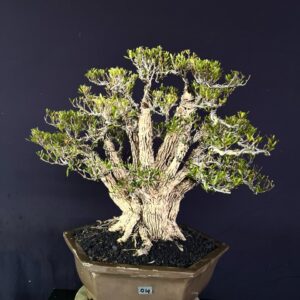 B0NSAI BUXUS 014