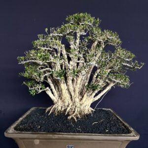 BONSAI BUXUS 015