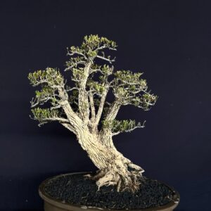 BONSAI BUXUS 016