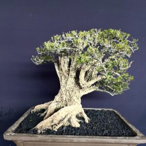 BONSAI BUXUS 017